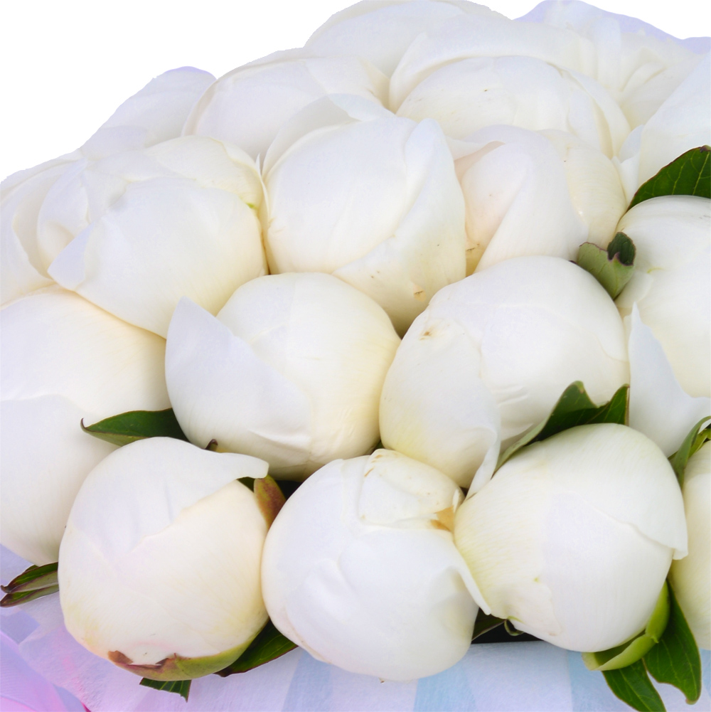 Букет из 25 белых пионов в голубой шляпной коробке